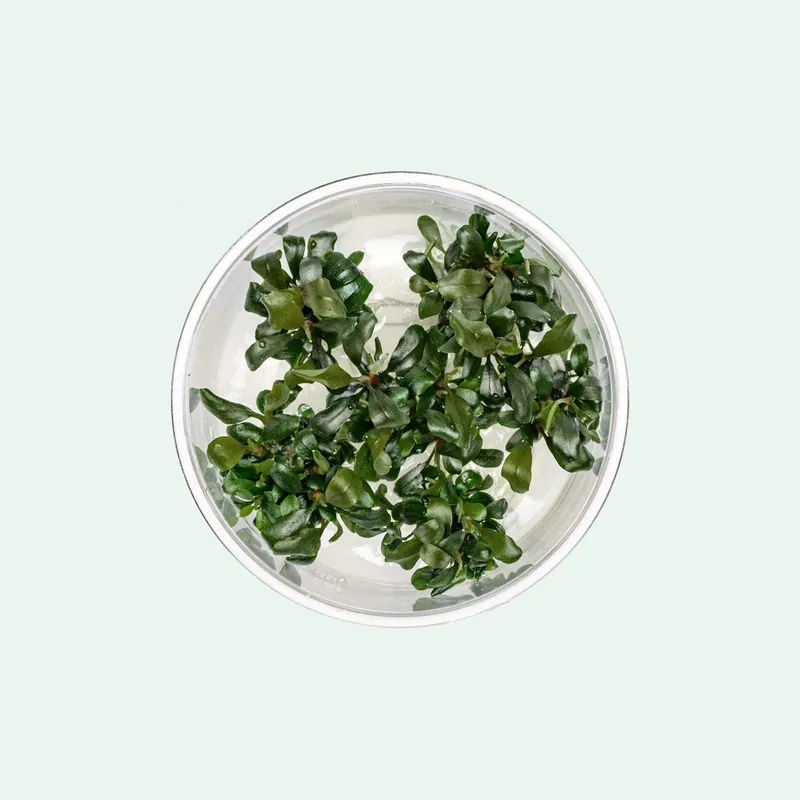 Bucephalandra Pygmy - CPA