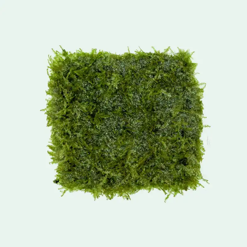 Mini Taiwan Moss - SI