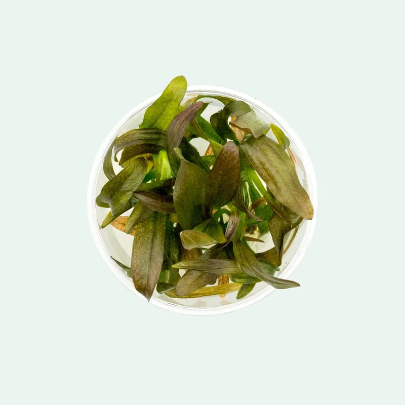 Echinodorus Rose - CPA