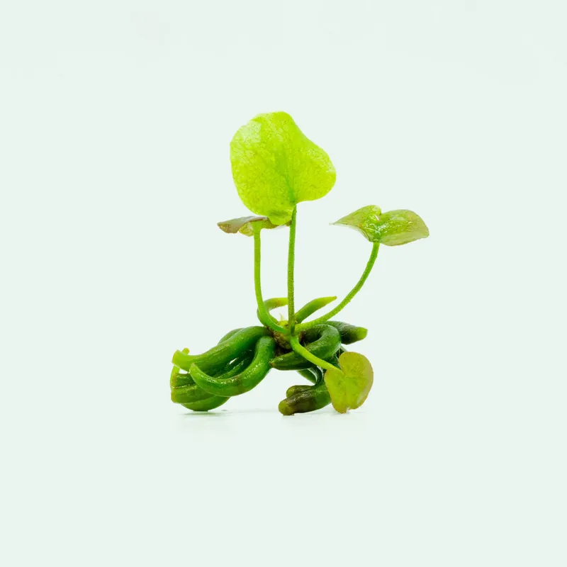 Banana Plant - WCA