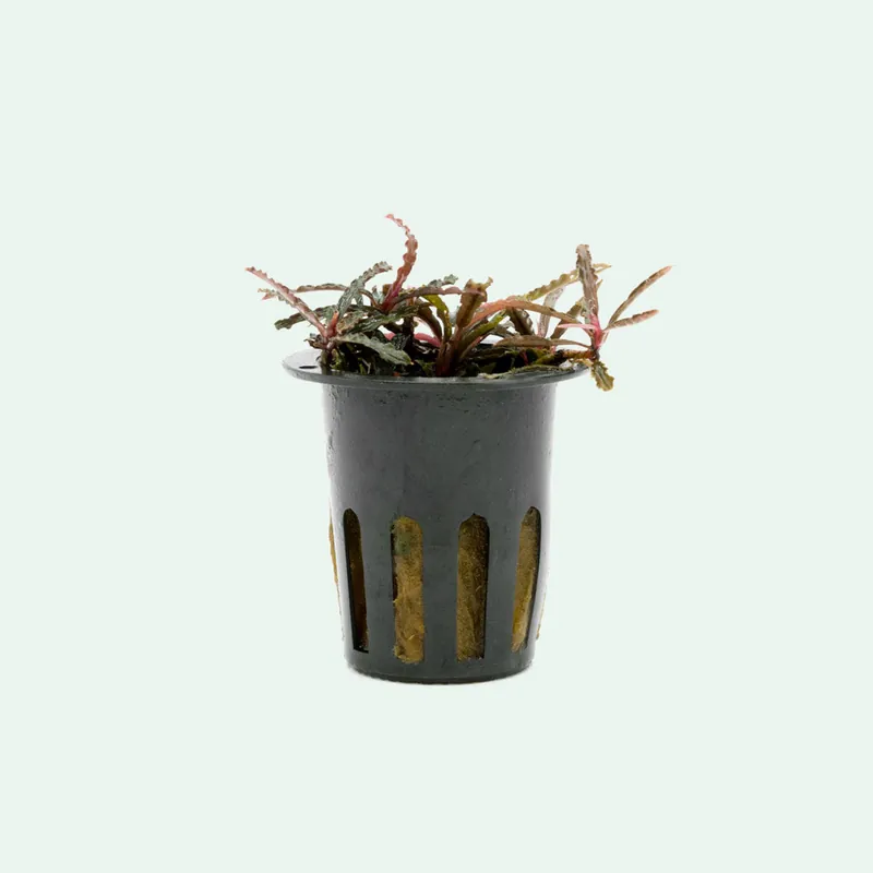 Bucephalandra Catherinae Red - CPA