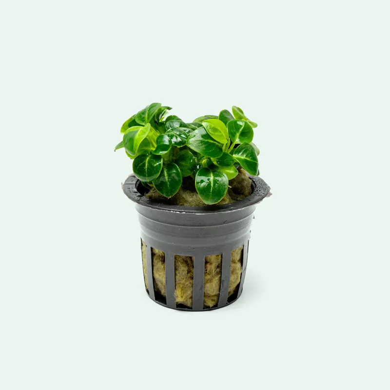Anubias Stardust Mini - CPA