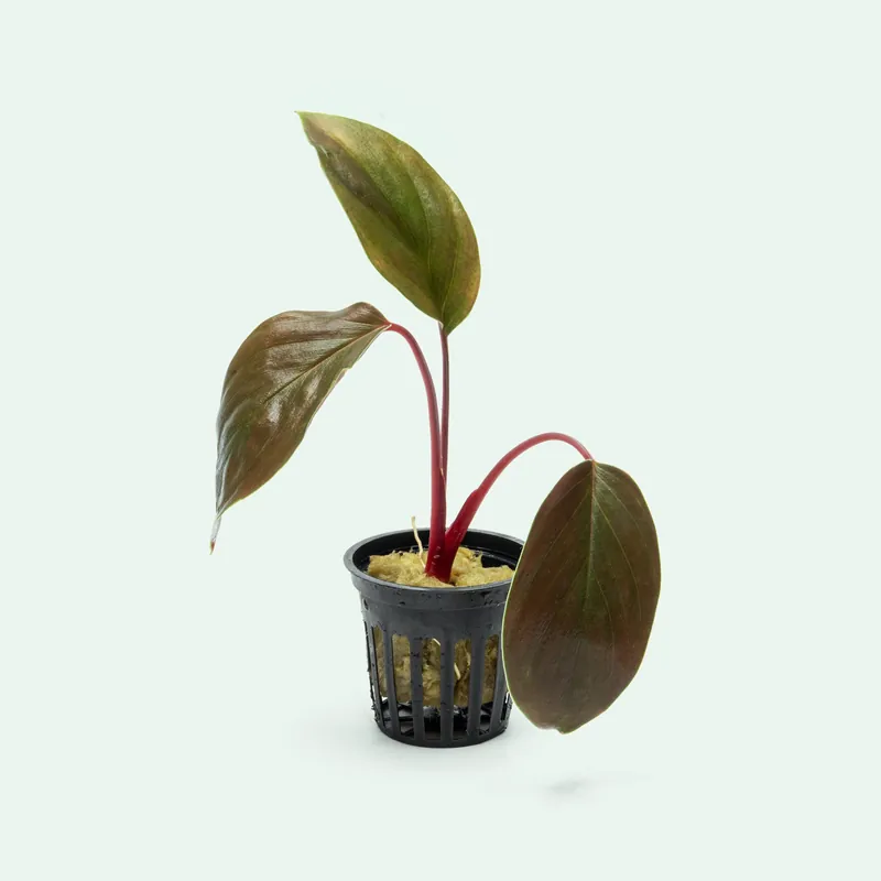 Homalomena Insignis - BUCE