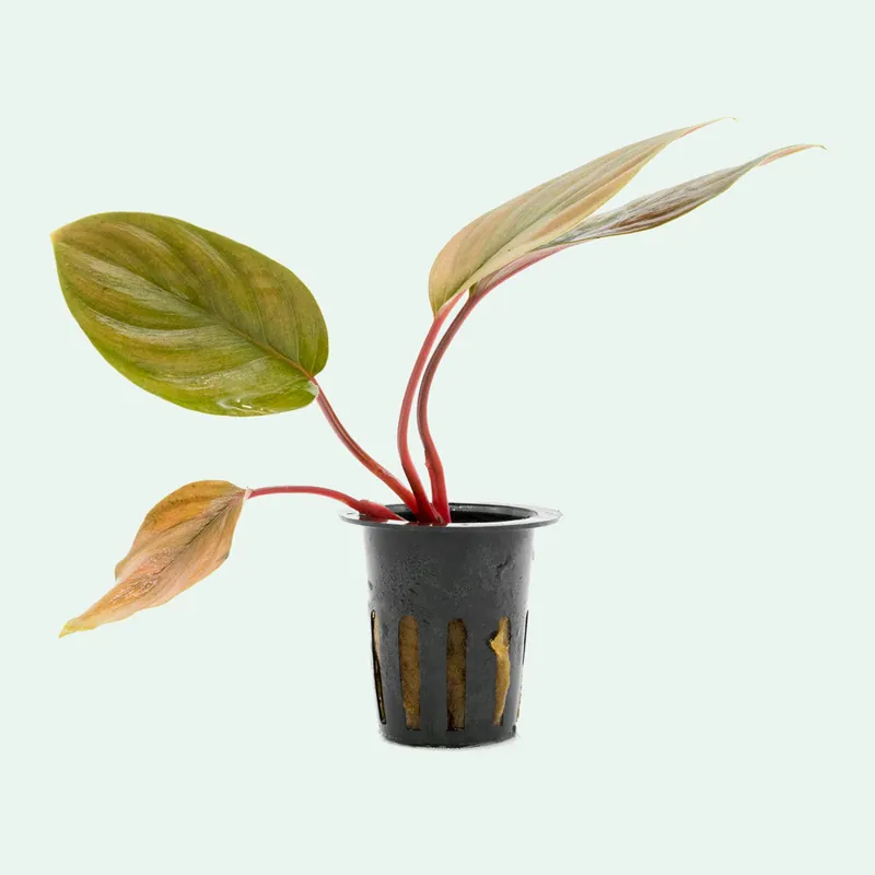 Homalomena Humilis - BUCE