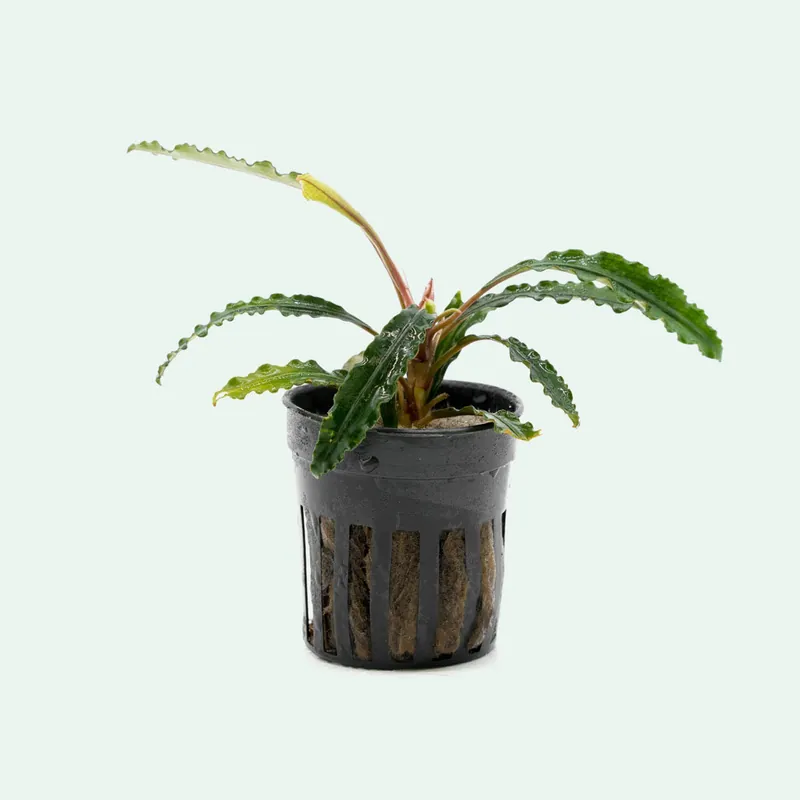 Bucephalandra Theia - CPA