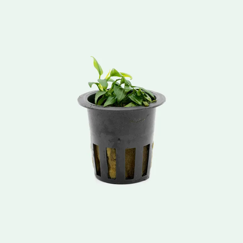 Anubias Chili - BUCE