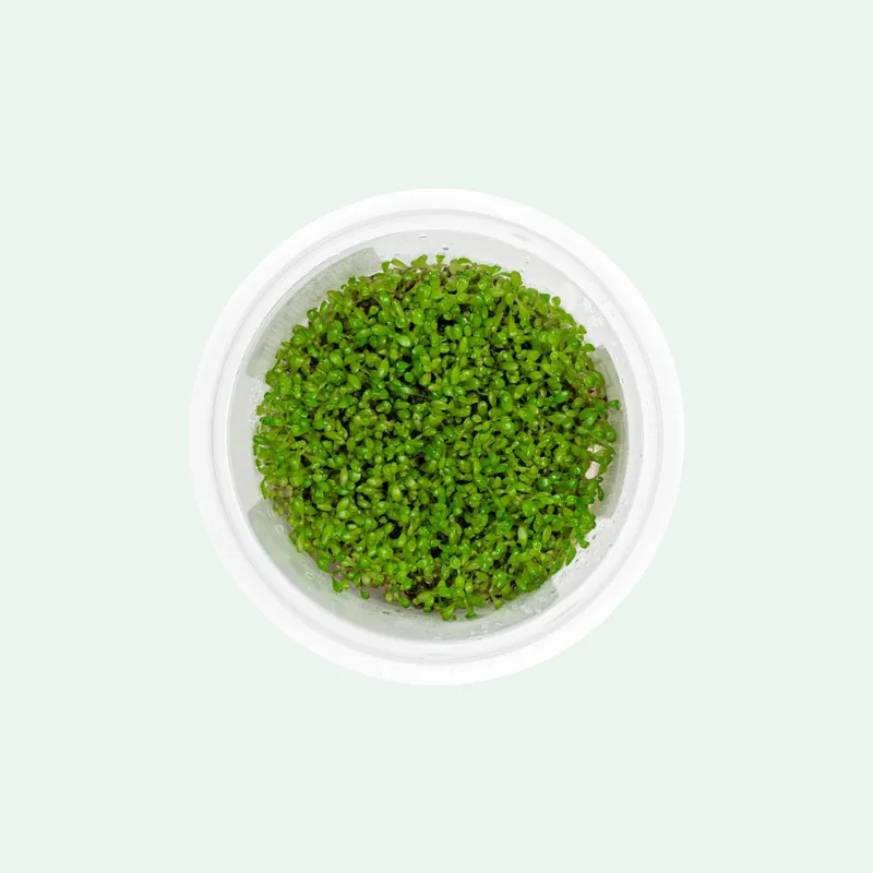 Elatine Hydropiper Tissue Culture - SI