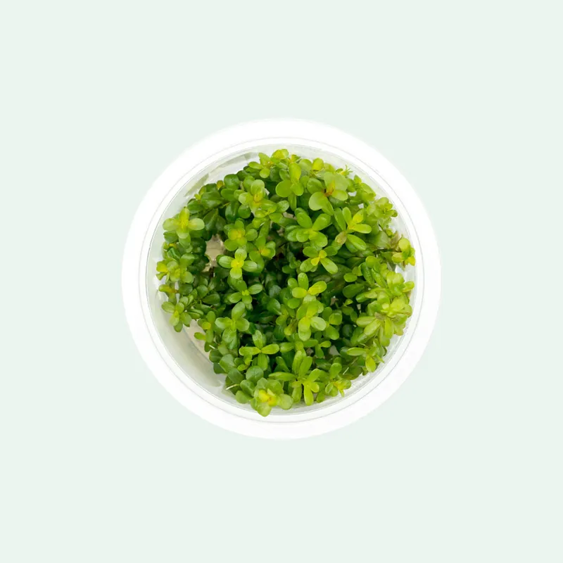 Rotala Coin Leaf Tissue Culture - SI