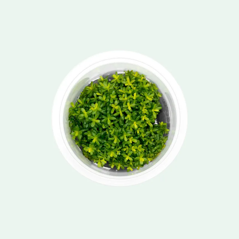 Rotala Macrandra Yellow - SI