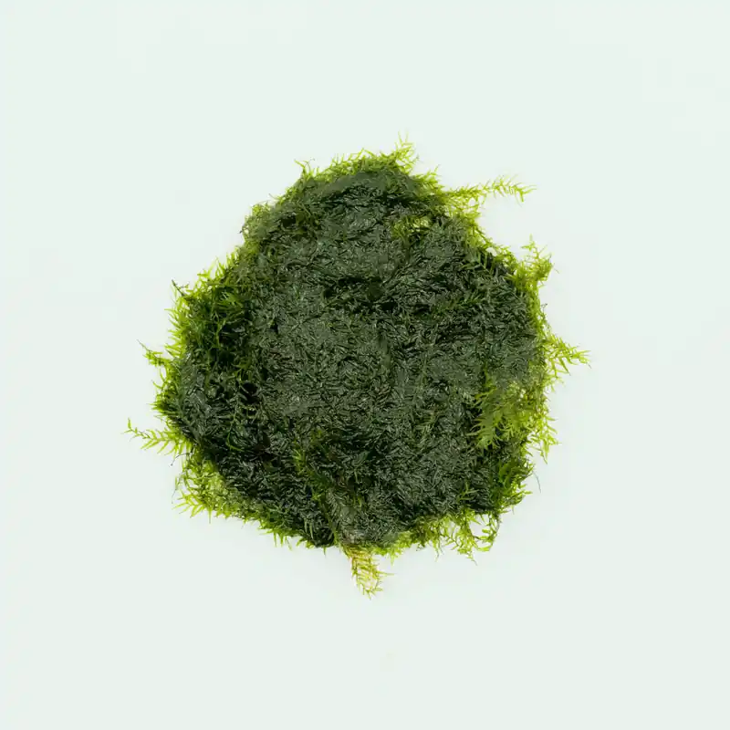 Fissidens Fontanus - BUCE