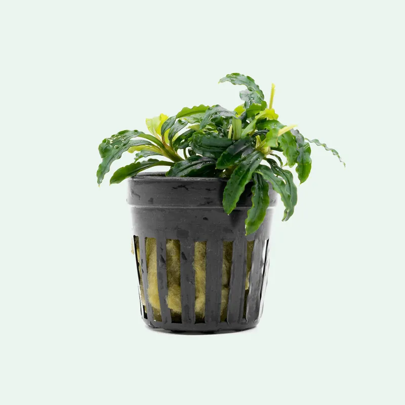 Bucephalandra Biblis Blue - CPA