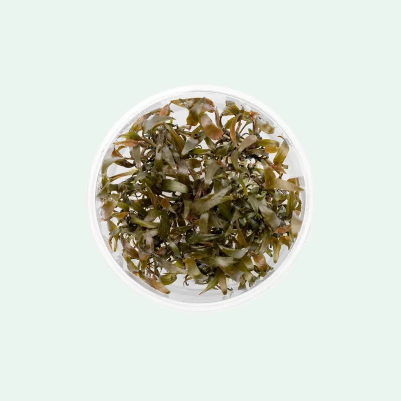 Cryptocoryne Affinis - CPA