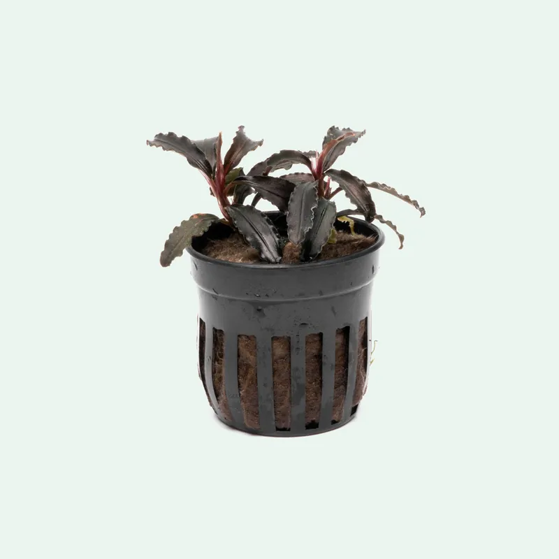 Bucephalandra Godzilla - CPA
