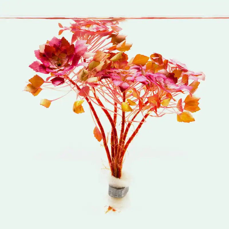 Ludwigia Sedioides - WCA