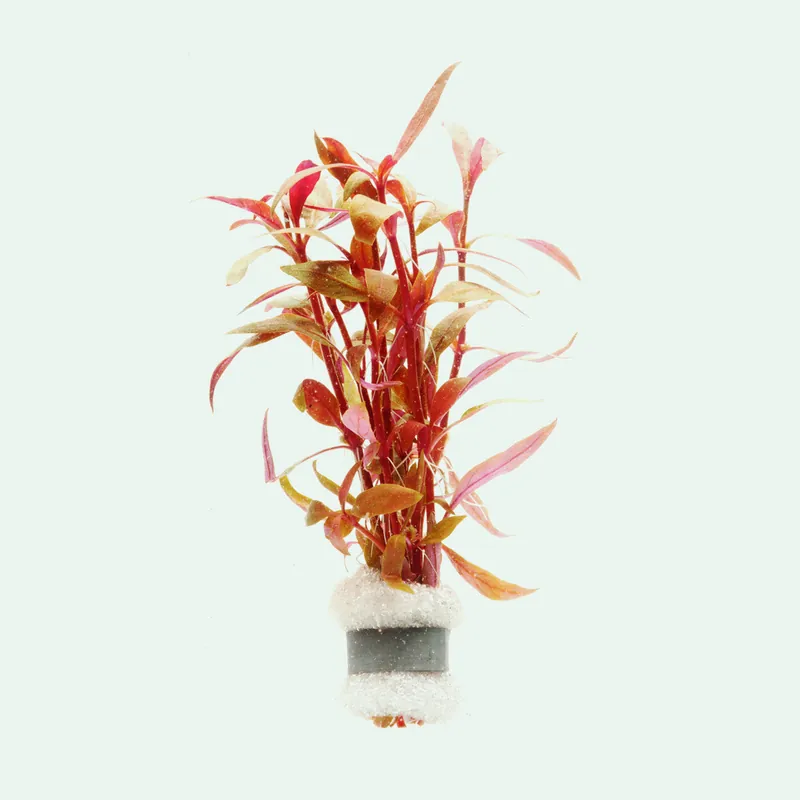 Alternanthera Rosaefolia Mini - SI