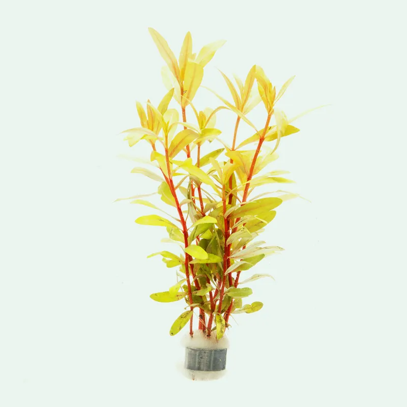 Nesaea Pedicellata Golden - CPA