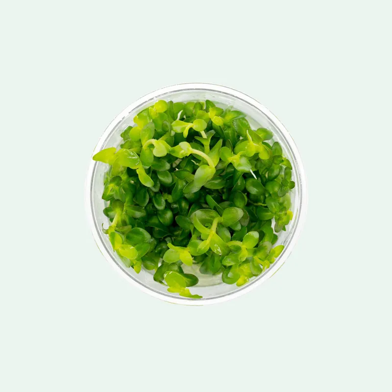 Bacopa Amplexicaulis - CPA