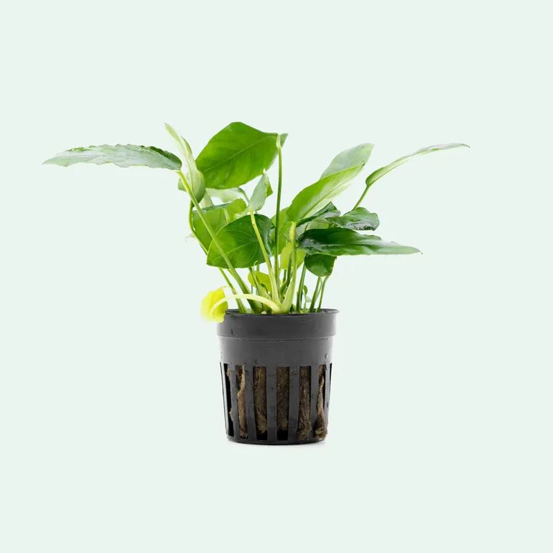 Anubias Paxing - CPA