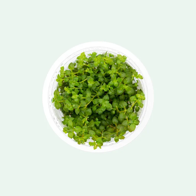 Ludwigia Palustris Super Red - SI