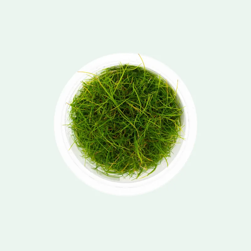 Eleocharis Pusilla