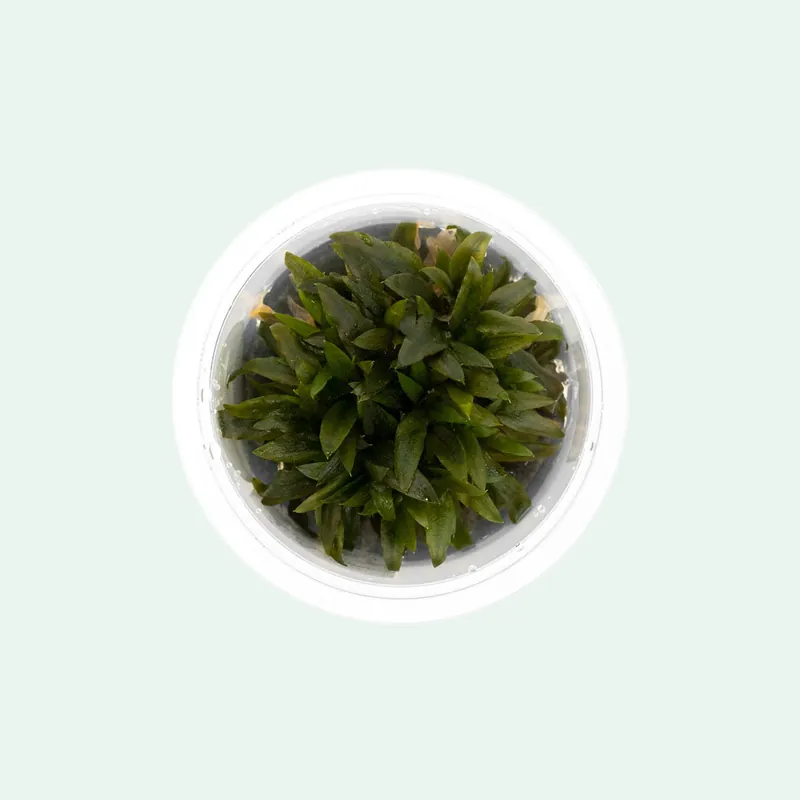 Cryptocoryne Wendtii Kompakt - SI