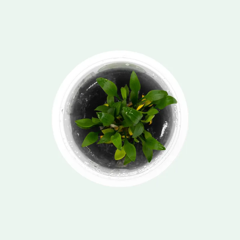Cryptocoryne Pygmaea - SI