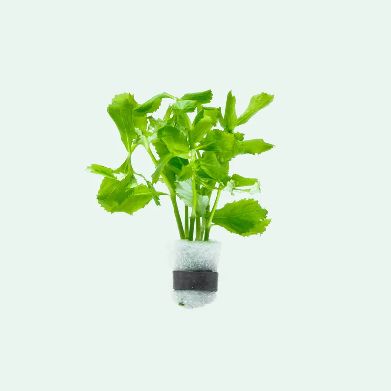 Hygrophila Difformis - WCA