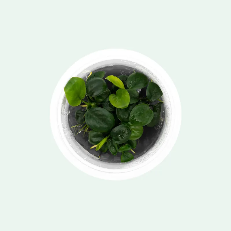 Anubias Nangi - SI