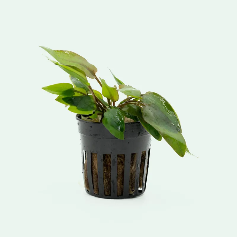 Cryptocoryne Wendtii Pink - SI