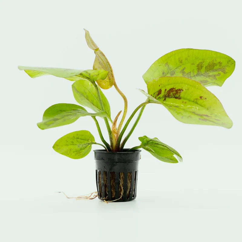 Echinodorus Chocolate Marble - CPA