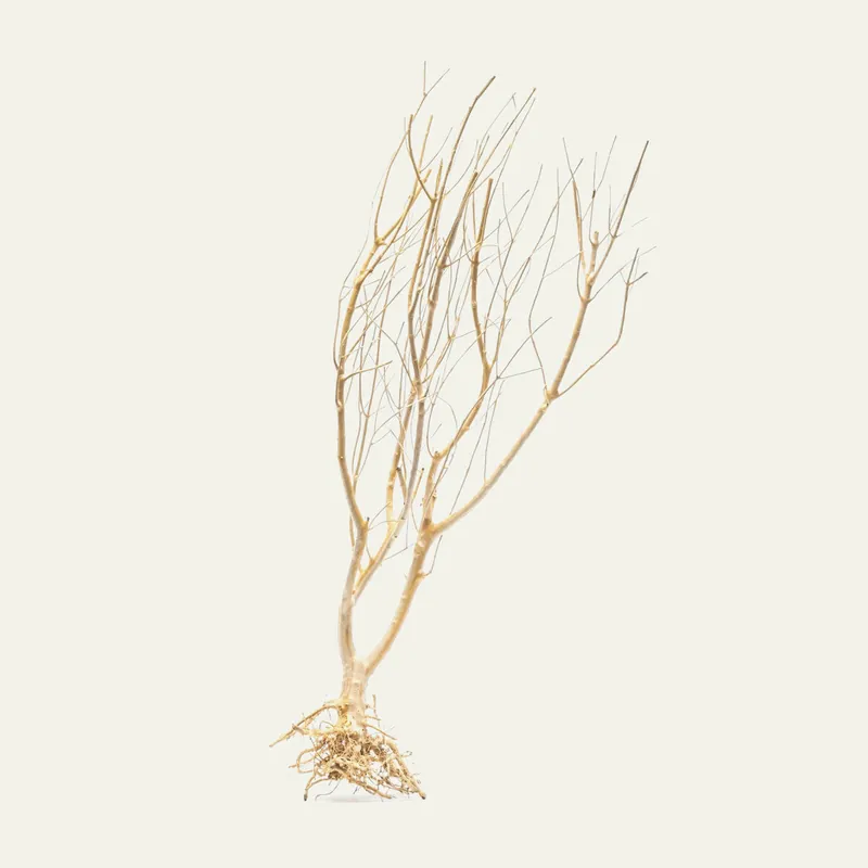 Tree Root Driftwood - UNSHARDSCAPE