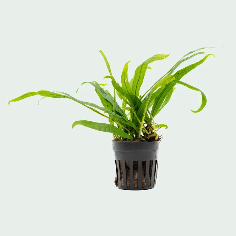 Microsorum Pteropus Philippine Mini - CPA