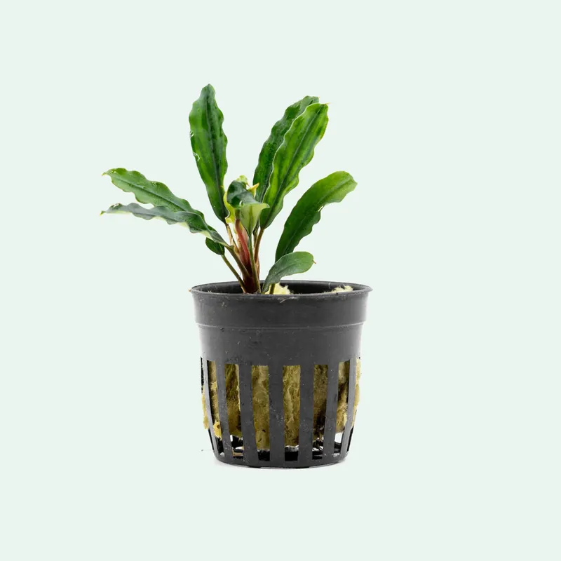 Bucephalandra Kedagang Green - CPA
