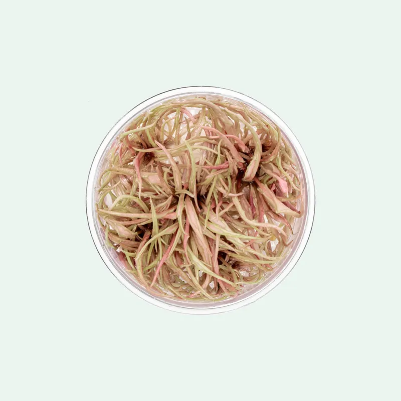 Cryptocoryne Flamingo Tissue Culture - CPA