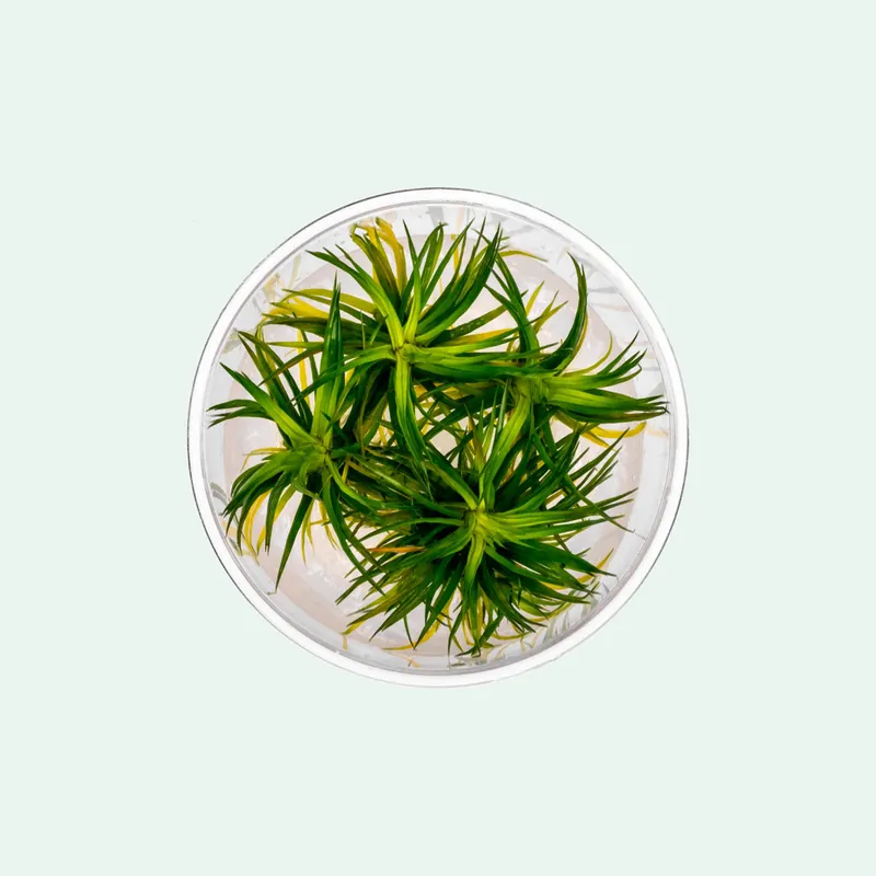 Eriocaulon Cinereum - CPA