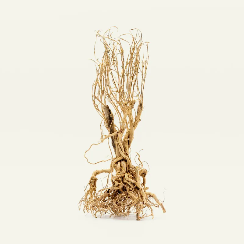 Tangled Tree Root Driftwood - UNSHARDSCAPE