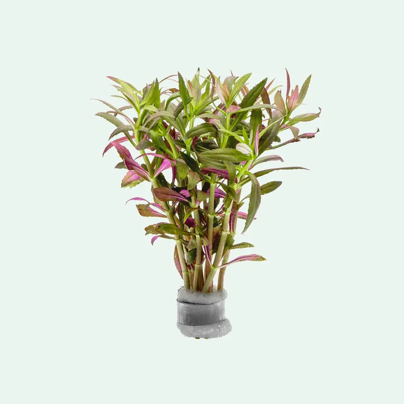 Limnophila Aromatica - WCA