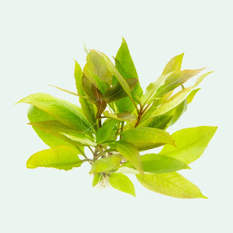Hygrophila Compact - WCA