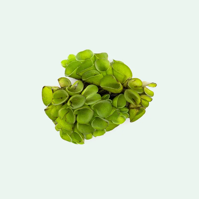 Salvinia Cucullata - WCA