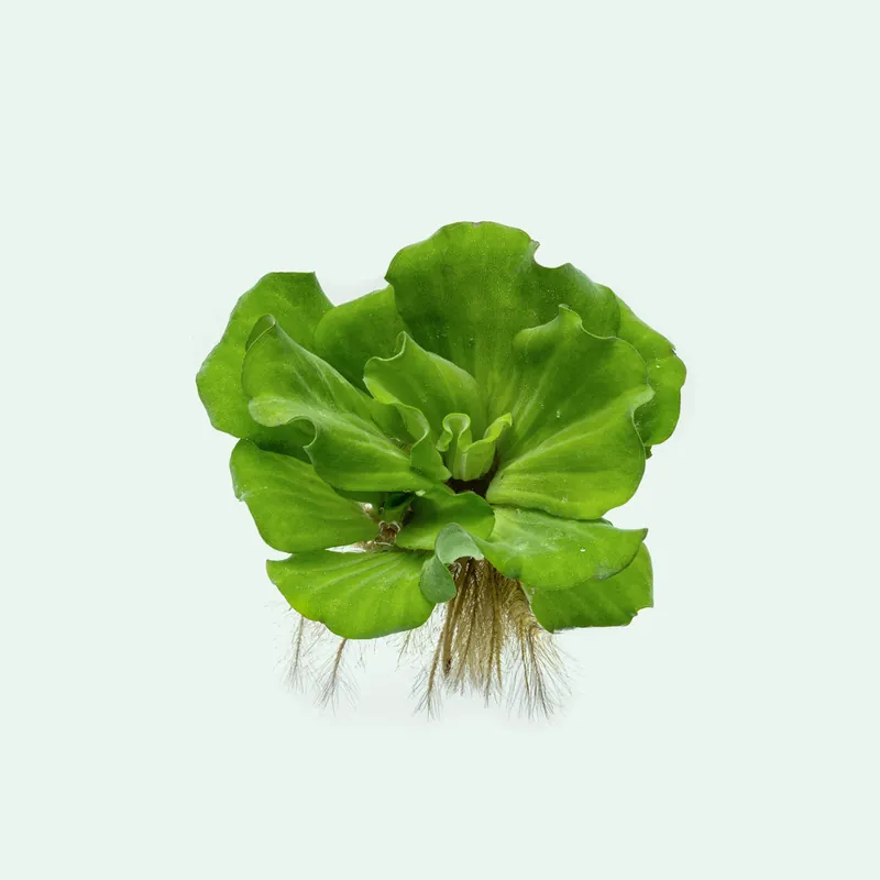 Pistia Stratiotes - WCA