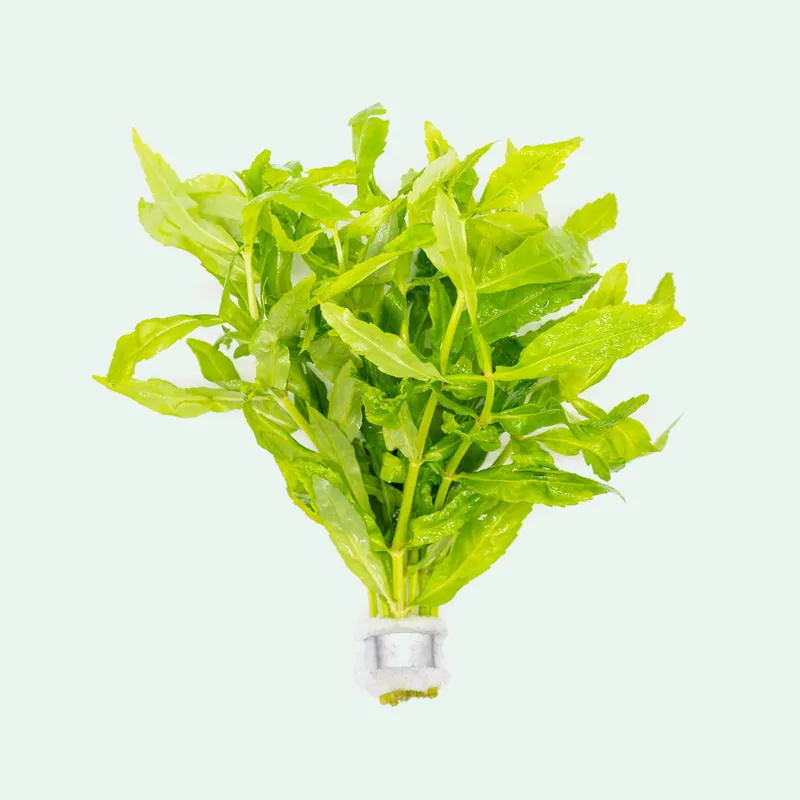 Pogostemon Sampsonii - CPA