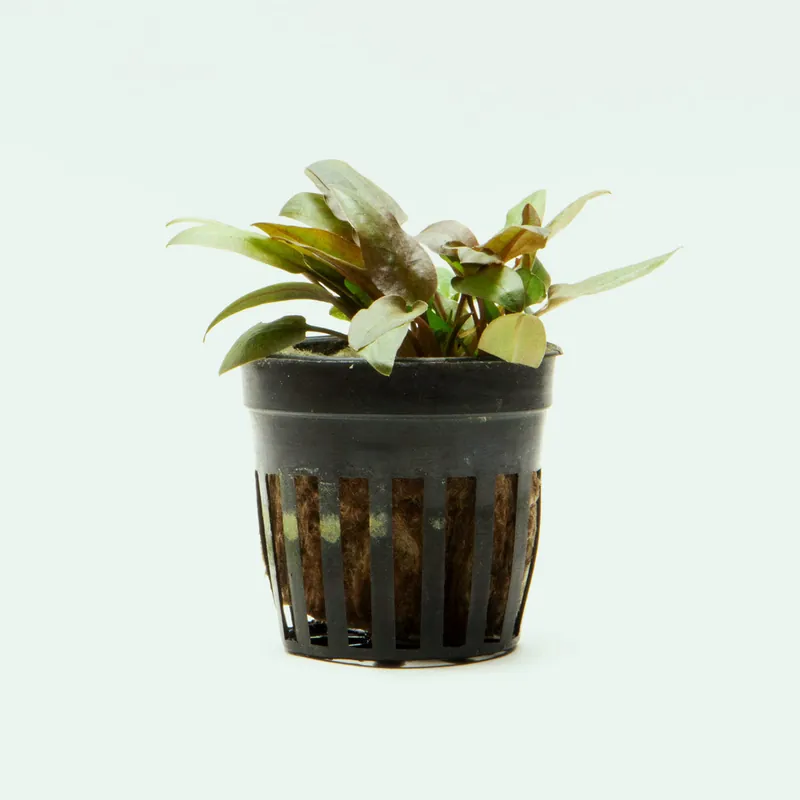 Cryptocoryne Tropica Hybrid - CPA