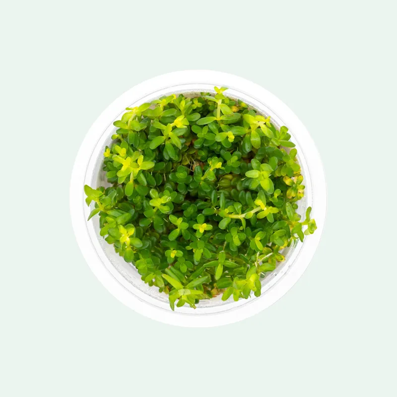 Rotala Mexicana Tissue Culture - SI