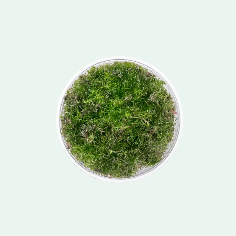 Rotala Wallichii Tissue Culture - ACW