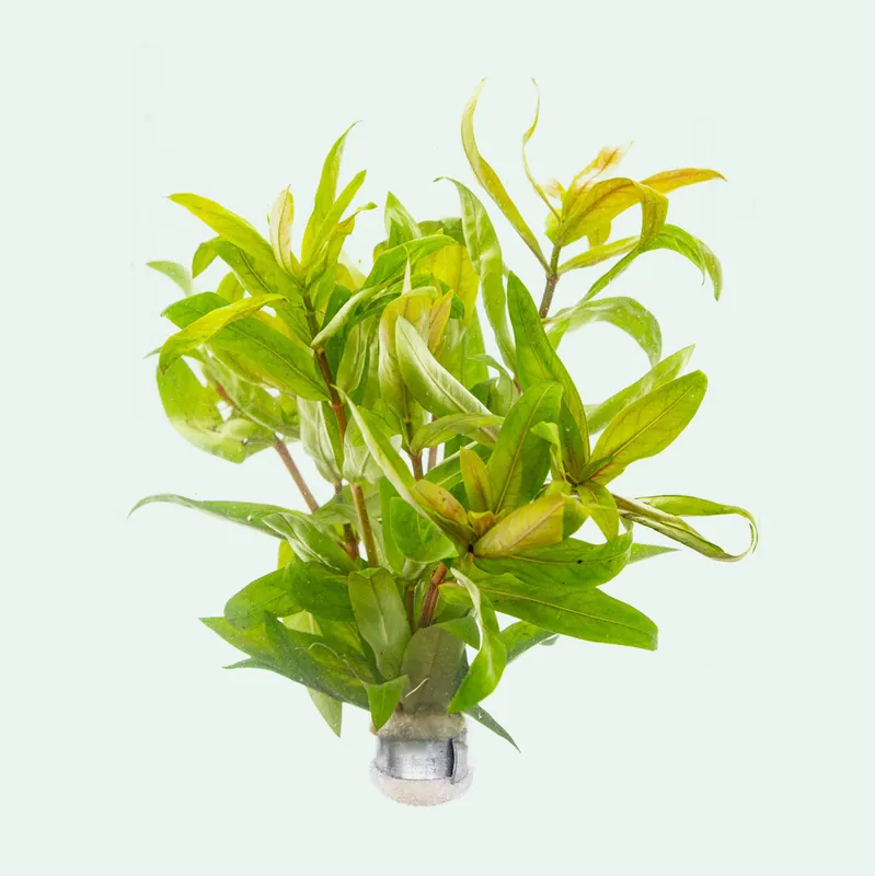 Nesaea Crassicaulis - CPA