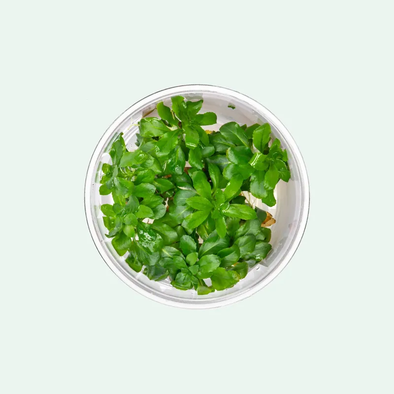 Ludwigia Sphaerocarpa - CPA
