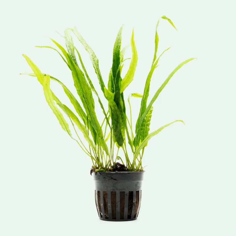 Microsorum Pteropus Needle Leaf - WCA
