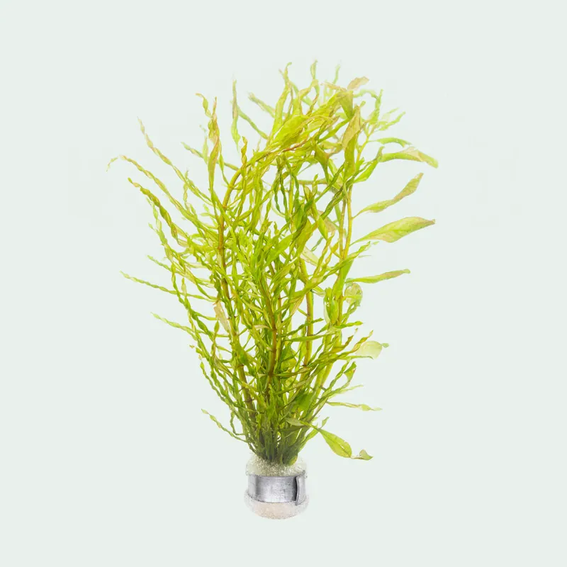 Ludwigia Inclinata Twister - SI