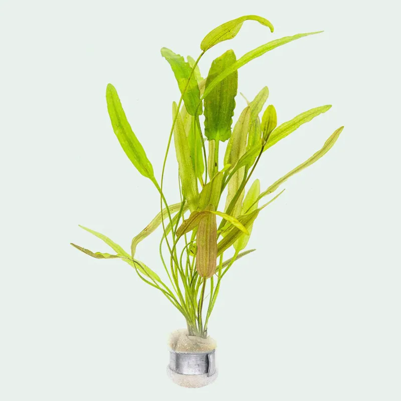 Aponogeton Natans - WCA