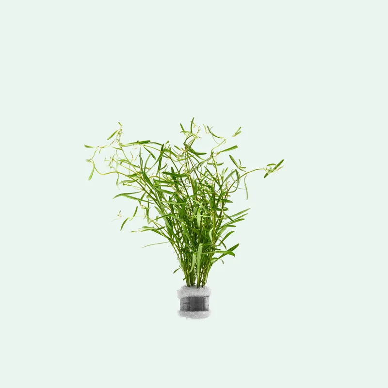 Rotala Red Cross - CPA